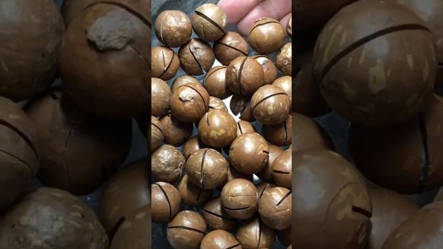 Макадамия. Орех. Мой мир. смотреть онлайн