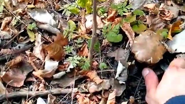 маленький подберезовик смотреть онлайн