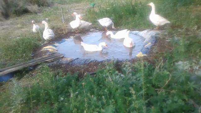 Пруд для гусей в чем польза. смотреть онлайн