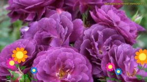 Роза флорибунда пурпл един. Краткий обзор, описание характеристик, где купить саженцы Purple Eden