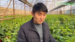 ВЫГОДНО ЛИ САЖАТЬ ПЕРЦЫ?! #агробизнес #агроном #полеводтв