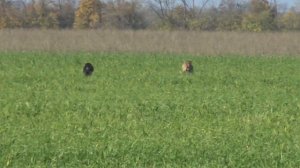 грейхаунд & салюки собака Альфа