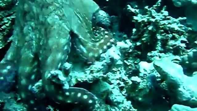 Осьминог в Красном море смотреть онлайн