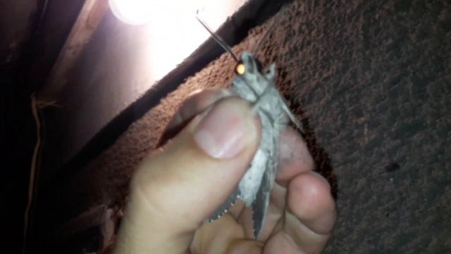 Большие ночные мотыли, похожие на колибри... смотреть онлайн
