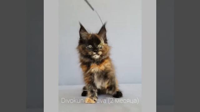 Забава (Divokun Zabava) кошка мейн-кун черепаховый окрас (2 месяца) смотреть онлайн