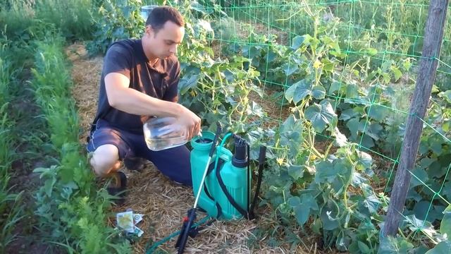 ЕСЛИ НЕ СДЕЛАЕТЕ ЭТО СЕЙЧАС ОСТАНИТЕСЬ БЕЗ ОГУРЦОВ! ОБРАБАТЫВАЕМ ОГУРЦЫ ОТ ПАУТИННОГО КЛЕЩА смотреть онлайн