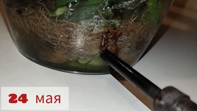 Корни Орхидеи фаленопсис и грибок Триходерма Trichoderma viride смотреть онлайн