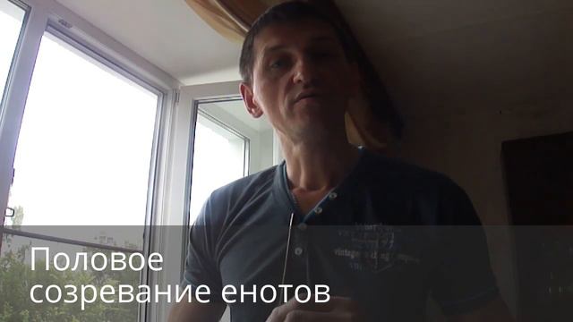 #ЧемпионатМираПоБизнесу . Половое созревание енотов смотреть онлайн