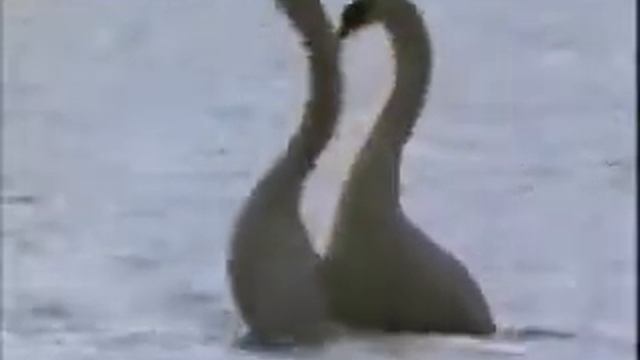 Нереальные танцы лебедей смотреть онлайн