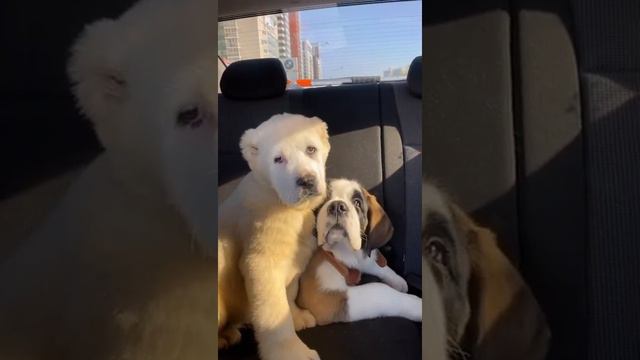 Малыш Тато отправился домой к своим владельцам 😊 питомник #таежныйталисман #алабай #сао смотреть онлайн