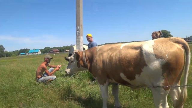 ОТДАЛАСЬ ЗА 2000 И НЕ СТЫДИТСЯ !!! //Покрыли телку Вишню //Жизнь в деревне смотреть онлайн
