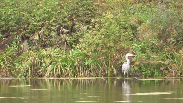 Водные и околоводные птицы Урала смотреть онлайн