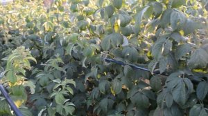 самая простая и не требующая больших затрат шпалера для малины