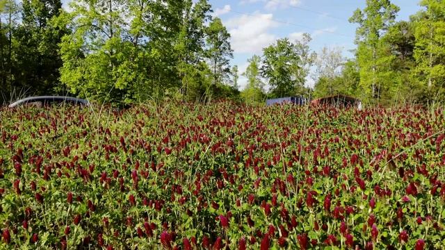 red clover fields смотреть онлайн