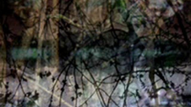 Ophiocordyceps unilateralis смотреть онлайн