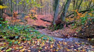 Звуки природы, журчание ручья. Звук ручья - это расслабляющие целебные звуки природы. Природа. Ручей