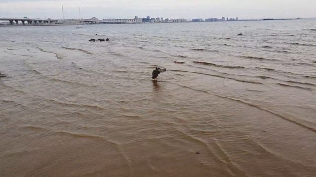 Санкт - Петербург / Samsung Galaxy S10 Plus смотреть онлайн