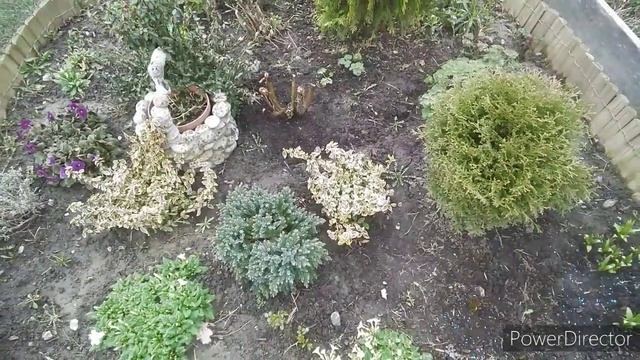 Дача 16.04.2021 года / Клубника уход / Слизни вступили в бой. смотреть онлайн