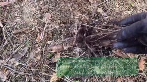 Оцениваем состояние вересков после зимы. Обрезка: когда и как?