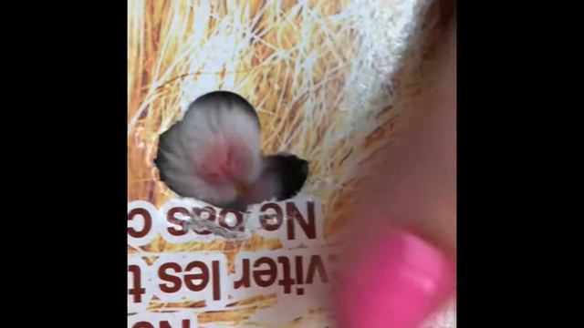 Как мы Мимиша из зоомагазина домой забирали смотреть онлайн