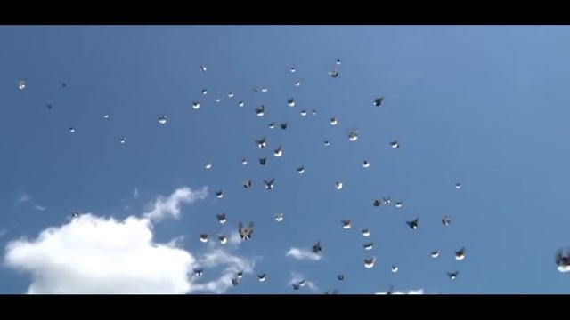 Торцовые старо николаевские голуби 2 смотреть онлайн