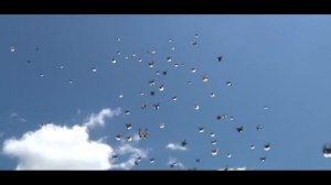 Торцовые старо николаевские голуби 2