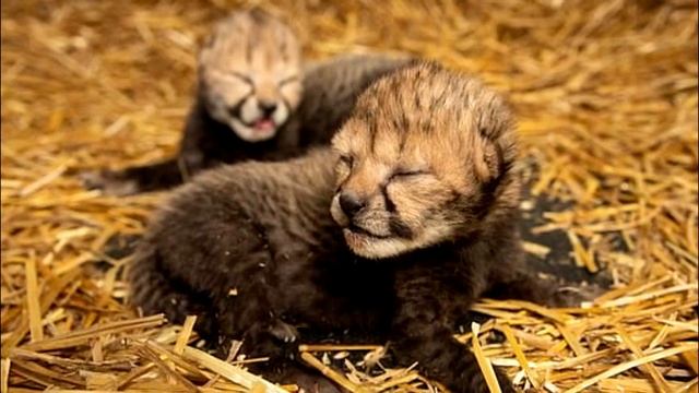 10 интересных фактов о гепарде