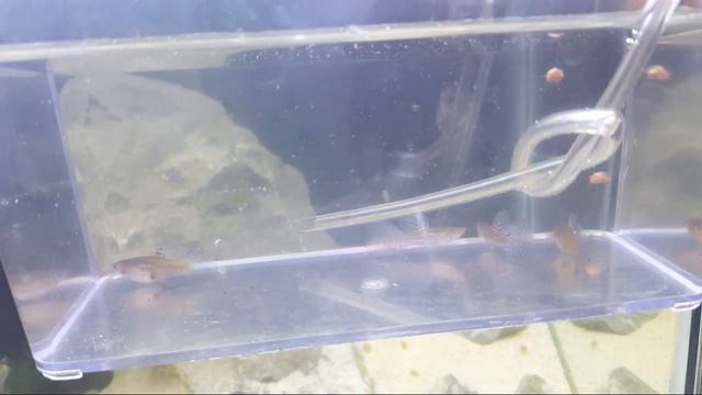LIVE Purple Grass Guppy & Blue Moscow Guppy Unboxing - From Hung Tran - RomaAquatics.com?!! смотреть онлайн