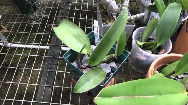 A closer look at some roots • Cattleya sheath • Greenhouse and apartment orchid update • 22 May 202 смотреть онлайн