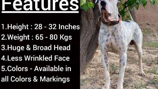 Types of Bully Kutta | Bully Kutta Variations смотреть онлайн