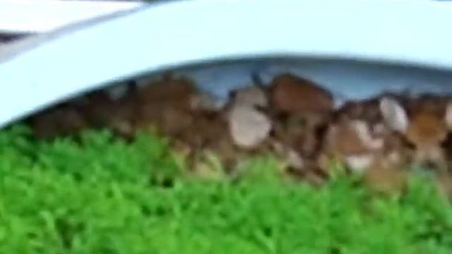 Hey Bambi! смотреть онлайн