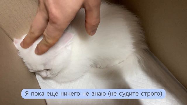 Пополнение в нашей семье (Cheeze) смотреть онлайн