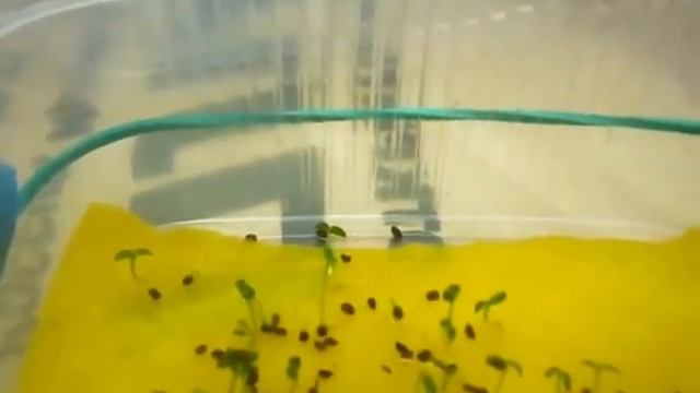 ликбез для начинающих, сельдерей корневой,всходы