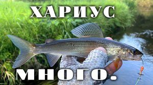 Хариус. Рыбалка в Ленинградской области. Сентябрь 2023.