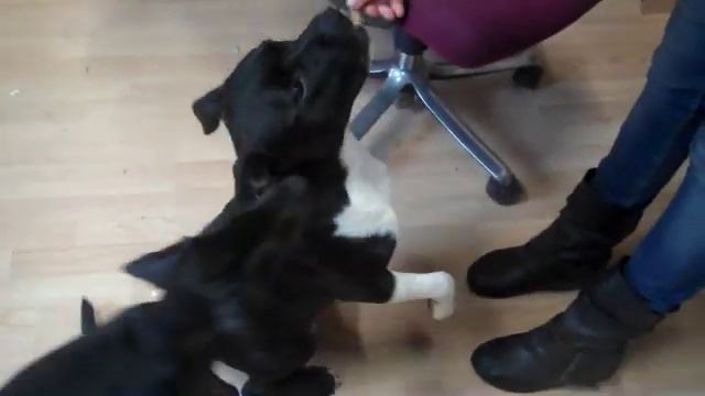 Dave the Staffordshire Bull Terrier & Buddy the Doberman смотреть онлайн