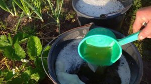 ВАЖНЕЙШАЯ АЗОТНАЯ ПОДКОРМКА🌱🌱🌱