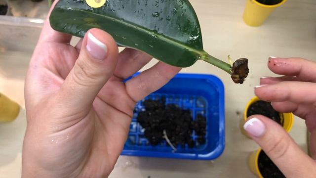 Как вырастить фикус из ЛИСТА. Часть 5 (Попытка № 2) / Grow a FICUS from a LEAF смотреть онлайн