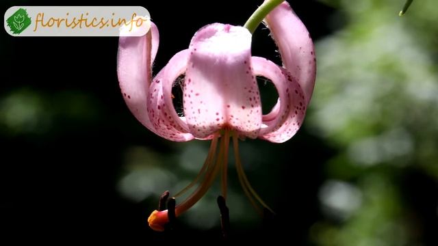 ? Виды и сорта лилий садовых – описание смотреть онлайн