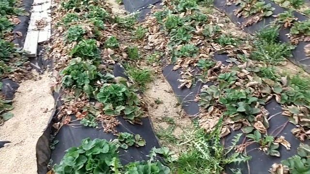 Обзор сортов клубники// Какой сорт лучше зимовал и проснулся смотреть онлайн