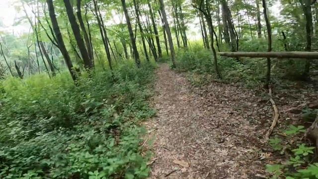 ?2023 CHANTERELLE MUSHROOM HABITAT & TREE ID + TIPS ?#chanterelles, #foraging, #mushroomhunting смотреть онлайн