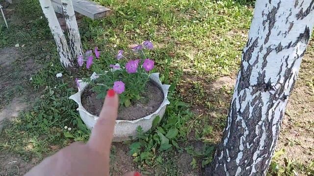 ЛЕТНИЕ ЗАБОТЫ:: ВАРЕНЬЕ ИЗ ВИКТОРИИ:: МОЙ САД ЦВЕТОВ:: СОРНЯКИ ДО КОЛЕНА:: ОБНОВЛЕНИЕ ТЕРАССЫ смотреть онлайн