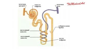 Нефрон / Строение и функции / анатомия / строение / ФИЗИОЛОГИЯ ЧЕЛОВЕКА