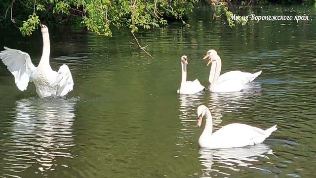 Парк Кудыкина Гора/ Липецкая обл/19 июля 2023г смотреть онлайн