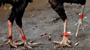 Как отличить индюка от индюшки