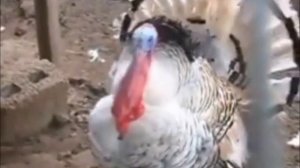 Домашние птицы, кто как говорит, их звуки и голоса Развивающее видео  для детей