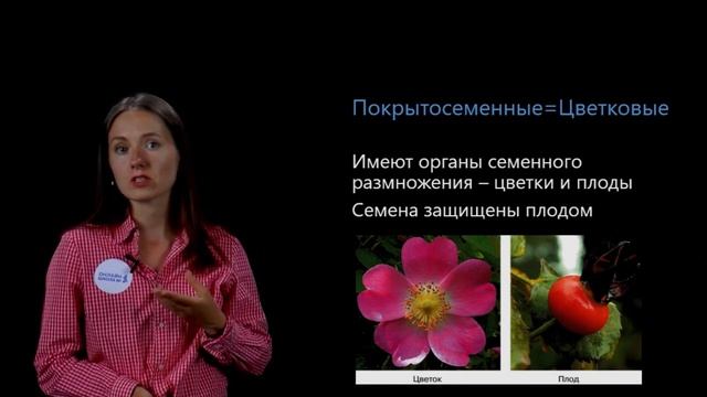 Покрытосеменные растения. Особенности строения. Видеоурок 31. Биология 5 класс смотреть онлайн