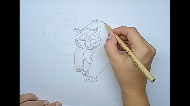 Как нарисовать снежного барса \\ how to draw a snow leopard смотреть онлайн