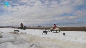 Весенняя охота на гусей в полярной тундре. Часть 2 | С полем!