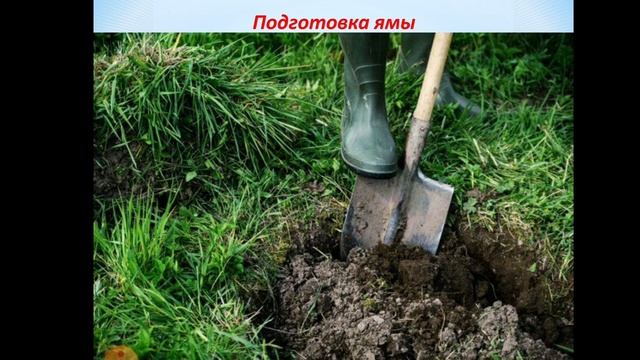 Абдукаримов А.М. Современная технология выращивания рассадочных материалов. Лекции №10-11 смотреть онлайн