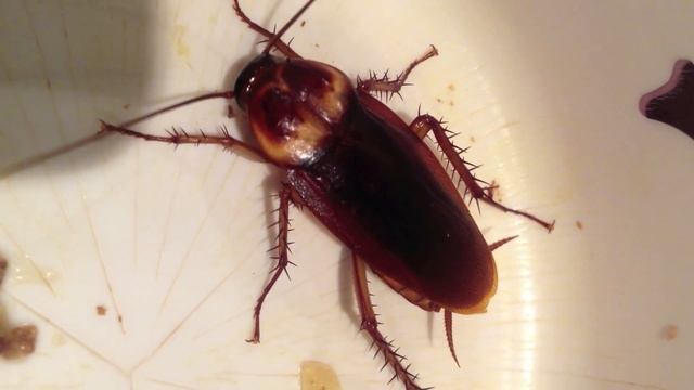 American Cockroach (Periplaneta americana) смотреть онлайн